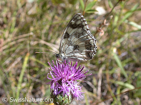 Photo: Melanargia galathea on Skabiosen-Flockenblume (Centaurea scabiosa). Wings open. View from the side.