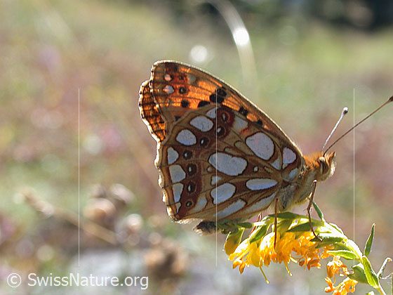 Photo: Issoria lathonia. Sitting on blossom. Wings closed.