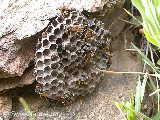 Foto: Wespennest, an Stein angebaut.