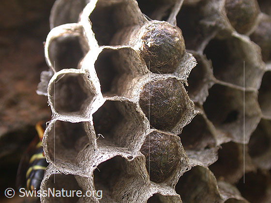 Foto: Wespennest, Nahaufnahme