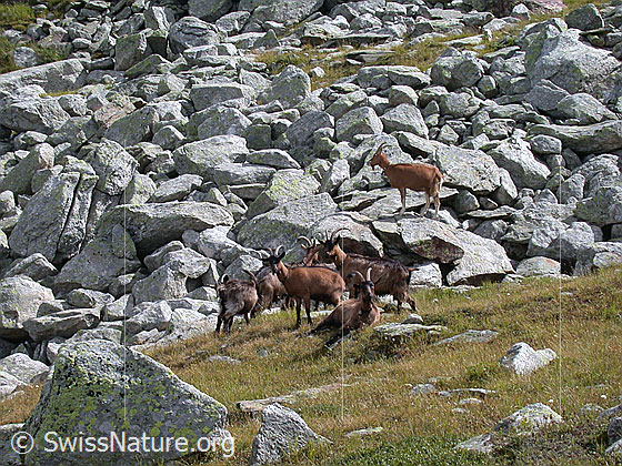 Foto: Ziegen in alpinem Gelände.