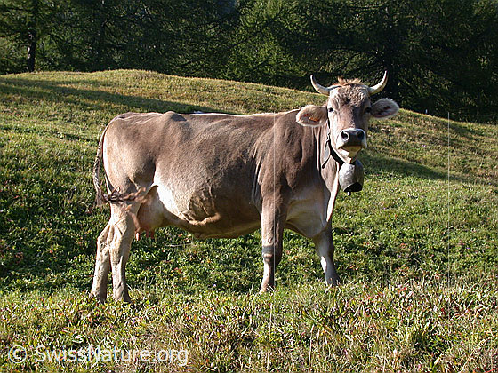 Foto: Rind in stolzer Pose auf Alpweide.