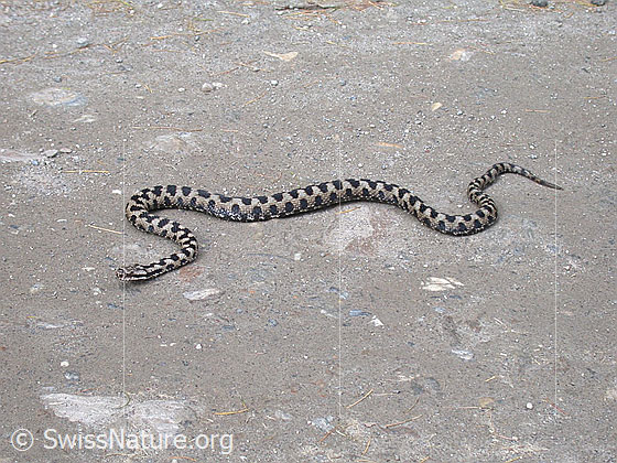 Foto: Aspisviper (Vipera aspis).
Lat.: Vipera aspis
Familie: Viperidae (Vipern)
Unterfamilie: Viperinae (Echte Vipern)
Gattung: Vipera (Echte Ottern)