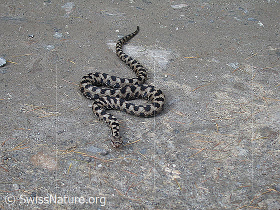 Foto: Aspisviper (Vipera aspis) in Angrifsstellung.
Lat.: Vipera aspis
Familie: Viperidae (Vipern)
Unterfamilie: Viperinae (Echte Vipern)
Gattung: Vipera (Echte Ottern)