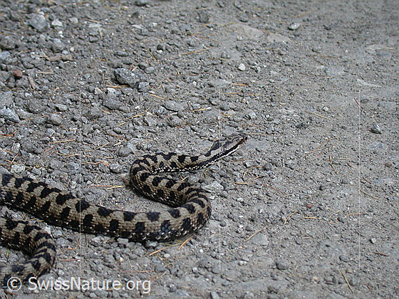 Foto: Aspisviper (Vipera aspis). Nahansicht 
Lat.: Vipera aspis
Familie: Viperidae (Vipern)
Unterfamilie: Viperinae (Echte Vipern)
Gattung: Vipera (Echte Ottern)