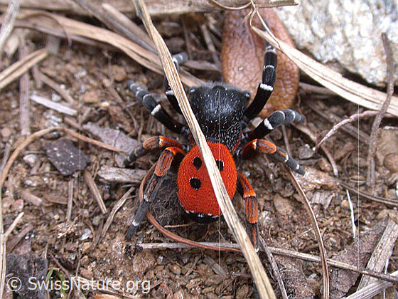 Rote Röhrenspinne, Männchen