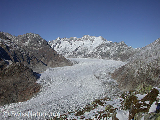 Foto: Aletschgletscher von der Moosfluh. Im Hintergrund die Wannenhorngruppe.
