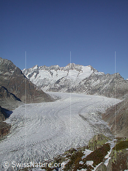Foto: Aletschgletscher von der Moosfluh. Im Hintergrund die Wannenhorngruppe.