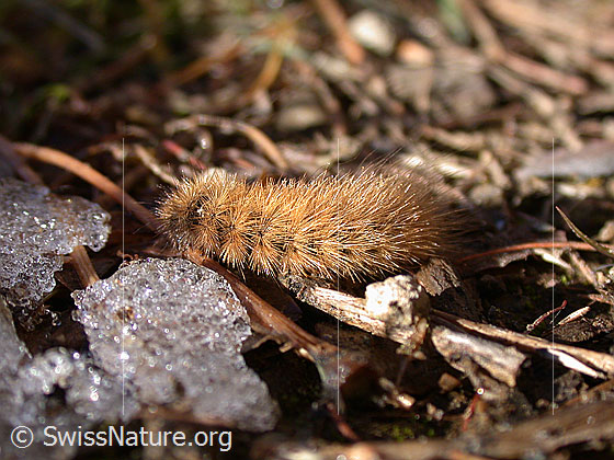 Foto: Raupe des Rostbärs (Phragmatobia fuliginosa) neben kleinen Eisstücken. Der Rostbär wir auch Zimtbär genannt.
Umgebung: Alpweide, ca. 2000m ü.M.
Lat.: Phragmatobia fuliginosa
Familie: Erebidae (Eulenfalter)
Unterfamilie: Arctiinae (Bärenspinner)