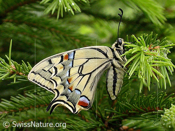 Photo: Papilio machaon. Wings closed