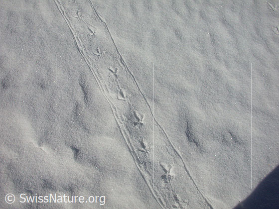 Foto: Spuren eines balzenden Birkhahns im Schnee.