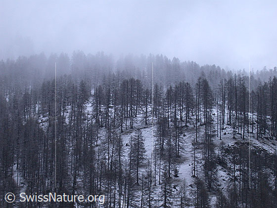 Foto: Lärchenwald bei düsterem Wetter