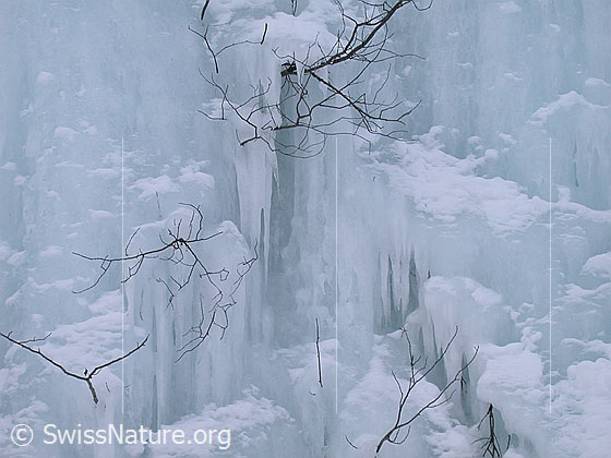 Foto: Ausschnitt aus Eiswand. Sichtbar sind Eiszapfen und Teile von umschlossenen Sträucher.