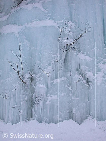Foto: Ausschnitt aus Eiswand. Sichtbar sind Eiszapfen und Teile von umschlossenen Sträucher.