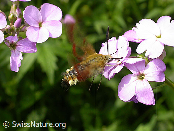Photo: Hemaris fuciformis on blossom of a Hesperis matronalis.