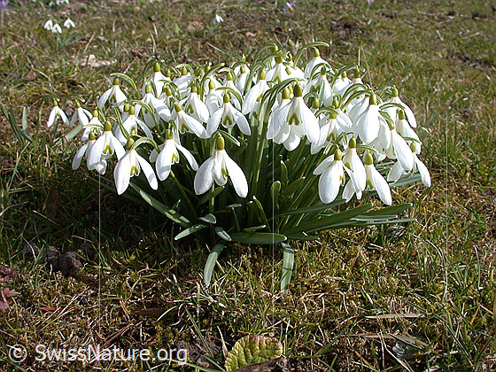 Schneeglöckchen (Galanthus nivalis)