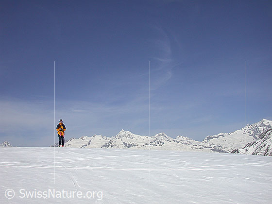 Foto: Skitourenfahrerin auf dem Hockbode. Im Hintergrund sind die Berner Alpen von S sichtbar. Sichtbar sind u.a. Aletschhorn, Jungfrau und das Gross Wannenhorn.
