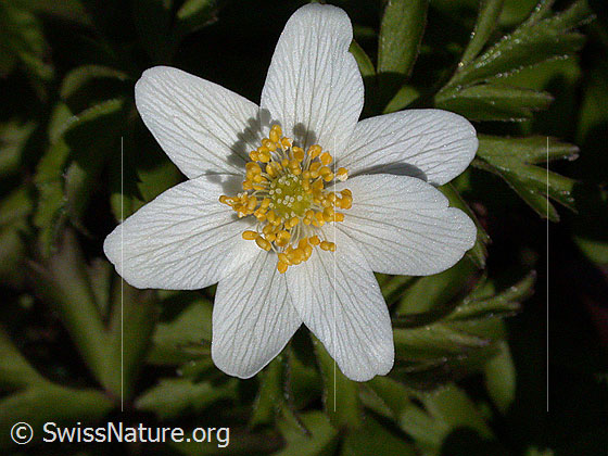 Foto: Buschwindröschen (Anemone nemorosa). Blüte.