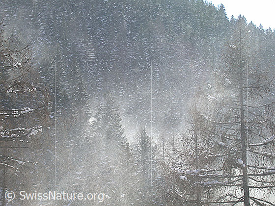 Foto: Schneeverfrachtung in Lärchenwald