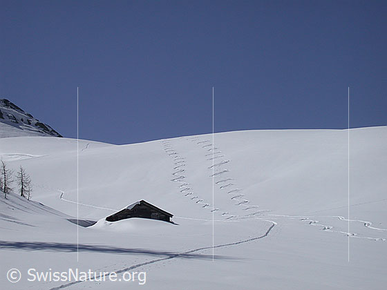 Foto: Abfahrtsspuren (Skitour) auf Hockbode