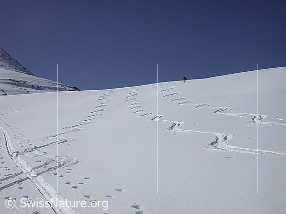 Foto: Abfahrtsspuren (Skitour) auf Hockbode