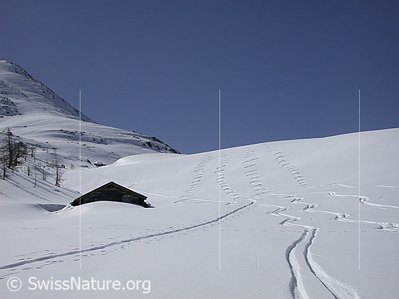 Foto: Abfahrtsspuren (Skitour) auf Hockbode