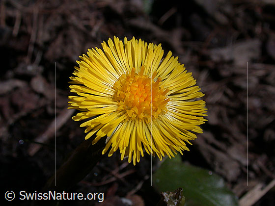 Foto: Huflattich, Blüte 
Lat.: Tussilago farfara
Familie: Asteraceae (Kobblütler)