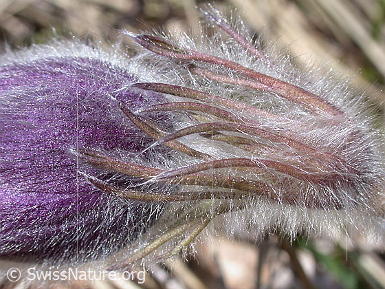 Foto: Berg-Anemone (Pulsatilla montana). Ausschnitt Übergang Blüte - Stengel 
