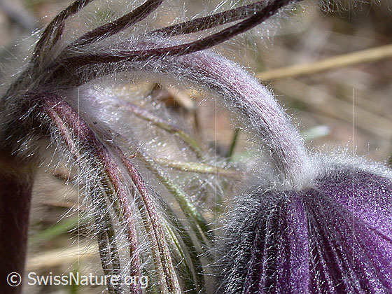 Foto: Berg-Anemone (Pulsatilla montana). Ausschnitt Übergang Blüte - Stengel.