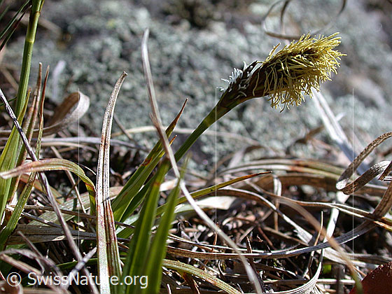 Foto: Frühlings-Segge Lat.: Carice primaticcia Familie: Cyperaceae