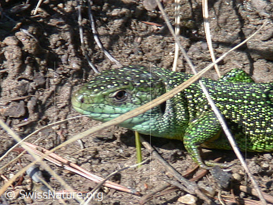Foto: Smaragdeidechse (Lacerta bilineata).