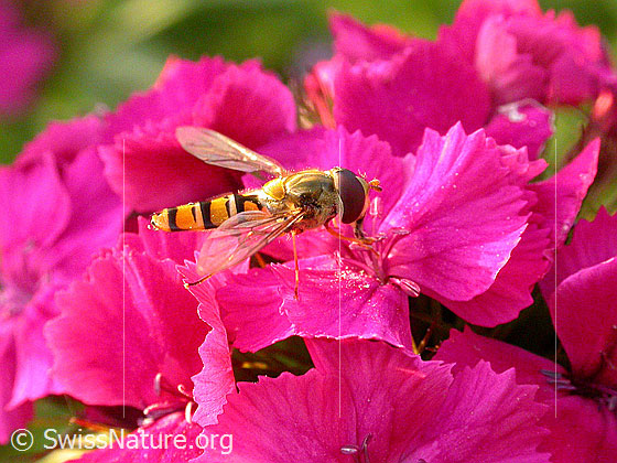 Foto: Hainschwebfliege (Episyrphus balteatus) an Bart-Nelke (Dianthus barbatus).