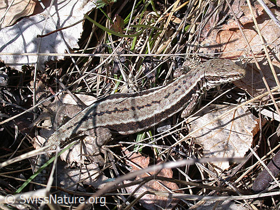 Foto: Mauereidechse (Podarcis muralis).
Lat.: Podarcis muralis
Familie: Lacertidae (Echte Eidechsen)
Unterfamilie: Lacertinae
Gattung: Podarcis (Mauereidechsen)