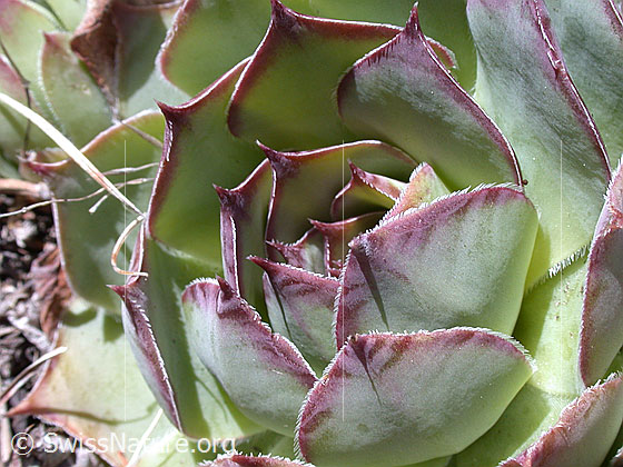 Foto: Blätter des Wulfens Hauswurz 
Lat.: Sempervivum wulfenii