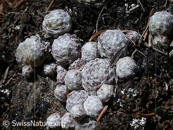 Foto: Blätter des Spinnweb-Hauswurz 
Die Blätter sind im Frühling mit einem weissen Gewebe überzogen.
Lat.: Sempervivum arachnoideum
Familie: Crassulaceae (Dickblattgewächse)