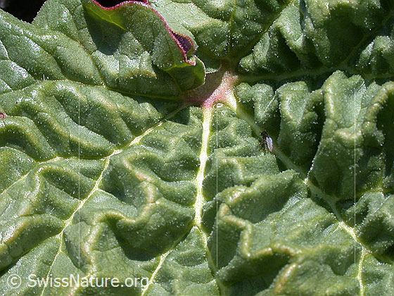 Foto: Oberfläche eines Rhabarberblattes.