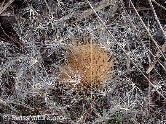 Foto: Silberdistel, in Samen zerfallende Blüte. 
Lat.: Carlina acaulis