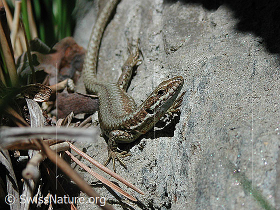 Foto: Mauereidechse (Podarcis muralis).
Lat.: Podarcis muralis
Familie: Lacertidae (Echte Eidechsen)
Unterfamilie: Lacertinae
Gattung: Podarcis (Mauereidechsen)