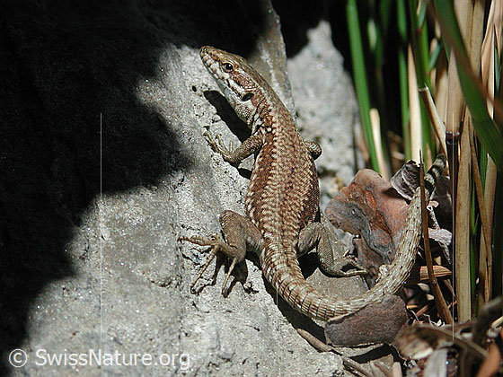 Foto: Mauereidechse (Podarcis muralis).
Lat.: Podarcis muralis
Familie: Lacertidae (Echte Eidechsen)
Unterfamilie: Lacertinae
Gattung: Podarcis (Mauereidechsen)