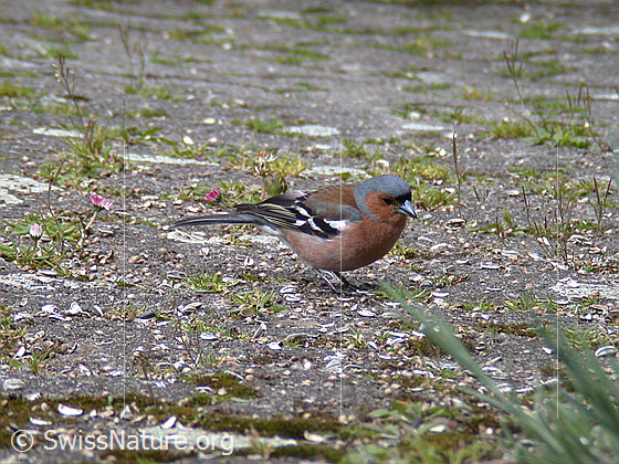 Foto: Buchfink (Fringilla coelebs)
Lat.: Fringilla coelebs
Ordnung: Passeriformes (Sperlingsvögel)
Unterordnung: Passeri (Singvögel)
Familie: Fringillidae (Finken)
Unterfamilie: Fringillinae
Gattung: Fringilla (Edelfinken)