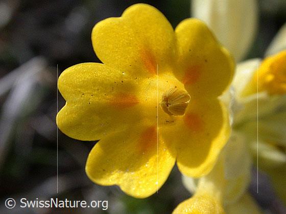 Photo: Primula veris ssp. veris. Blossom.
Lat.: Primula veris
Family: Primulaceae
Genus: Primula