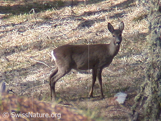 Foto: Reh 
Lat.: Capreolus Capreolus
Familie: Cervidae