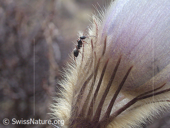 Foto: Ameise auf Perlzanemone
Lat.: formica rufa