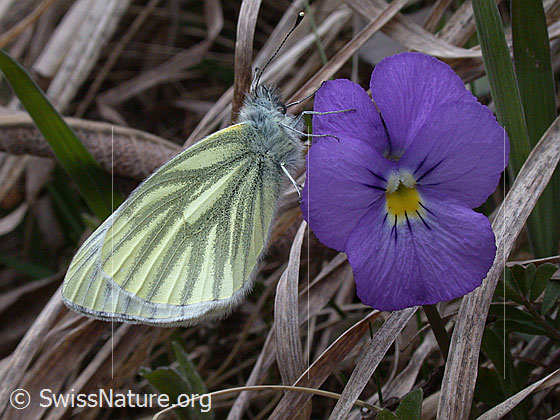 Bergweissling (Pieris bryoniae) an langspornigem Stiefmütterchen (Viola calcarata)