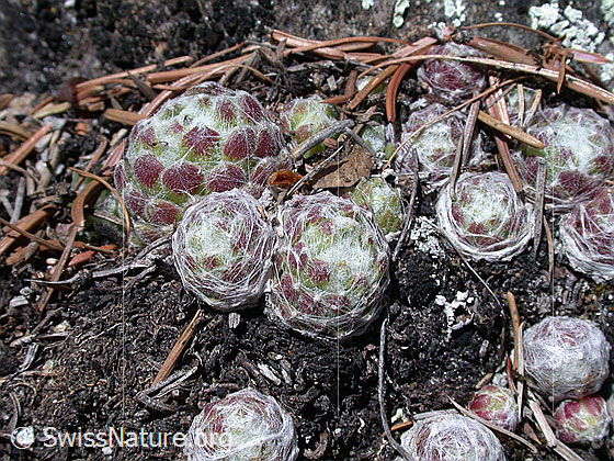 Foto: Blätter des Spinnweb-Hauswurz. Die Blätter sind im Frühling mit einem weissen Gewebe überzogen.
Lat.: Sempervivum arachnoideum
Familie: Crassulaceae (Dickblattgewächse)
