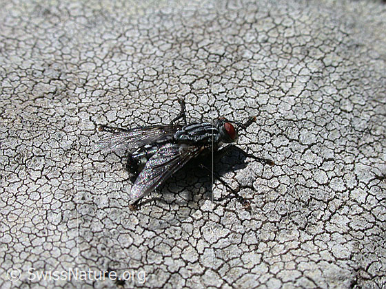 Foto: Stubenfliege
Lat.: Musca domestica
Familie: Muscidae