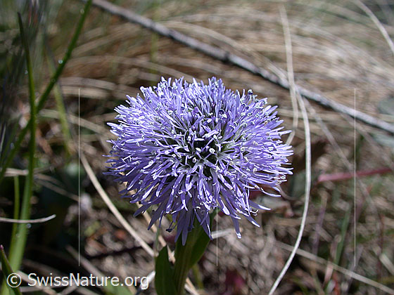 Foto: Gemeine Kugelblume, Blüte 
Lat.: Globularia punctata
Familie: Plantaginaceae (Wegerichgewächse)
Gattung: Globularia (Kugelblumen)