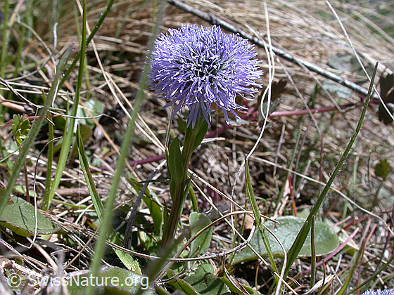 Foto: Gemeine Kugelblume, ganze Pflanze 
Lat.: Globularia punctata
Familie: Plantaginaceae (Wegerichgewächse)
Gattung: Globularia (Kugelblumen)