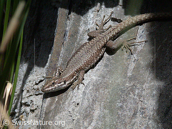 Foto: Mauereidechse (Podarcis muralis).
Lat.: Podarcis muralis
Familie: Lacertidae (Echte Eidechsen)
Unterfamilie: Lacertinae
Gattung: Podarcis (Mauereidechsen)