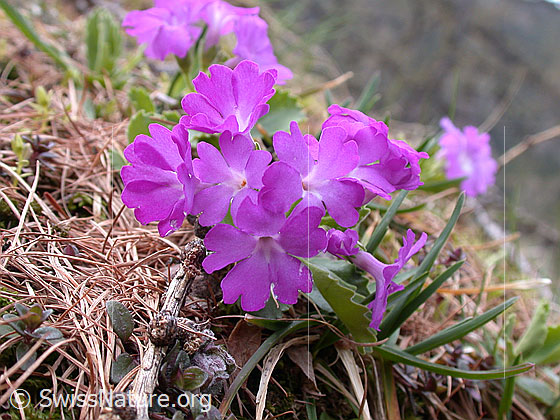 Foto: Rote Felsen-Primel 
Lat.: Primula hirsuta